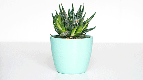 Aloe Plant