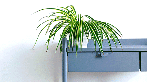 Indoor Plants