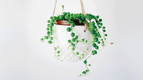 String of Pearls